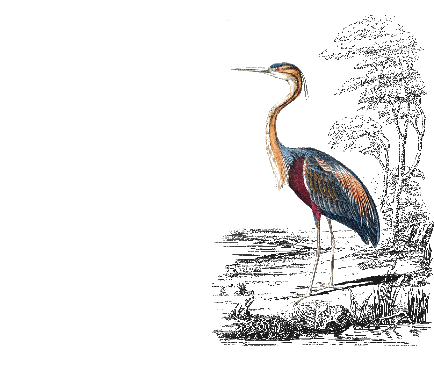 heron marsh-Hammock-Coast-South-Carolina