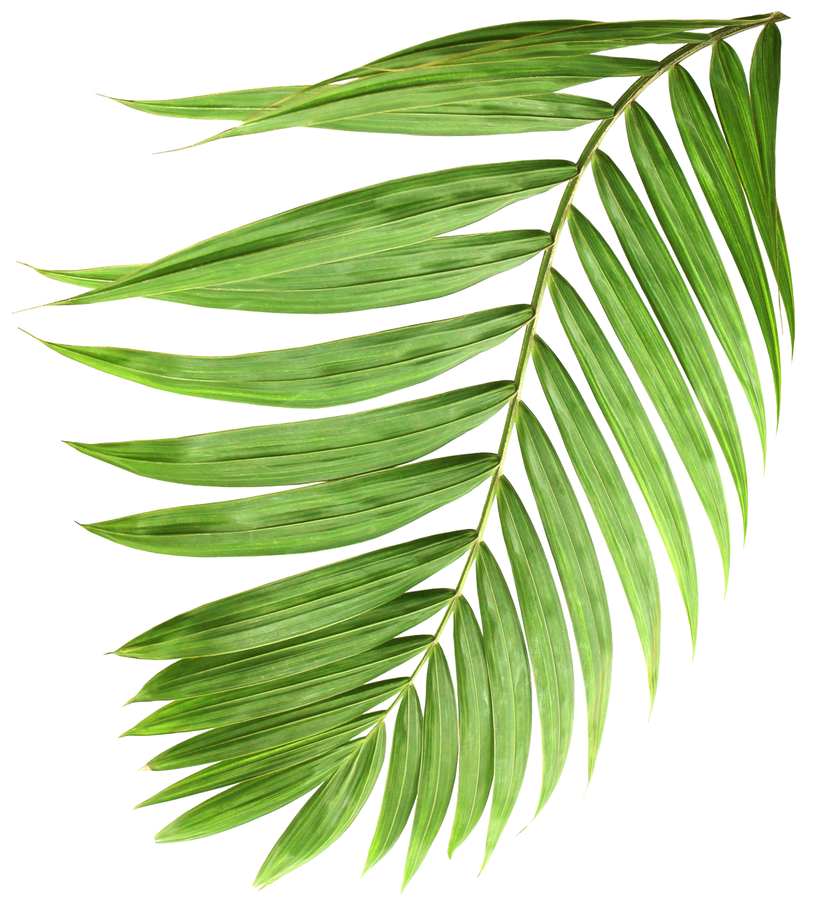 leaf 1-Hammock-Coast-South-Carolina