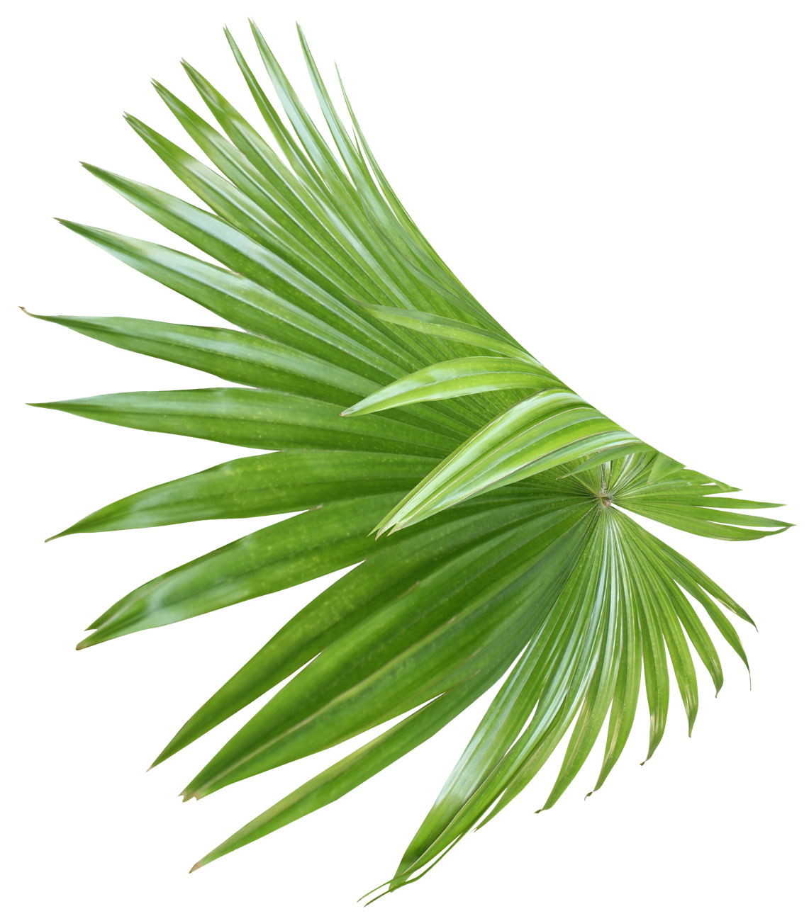 leaf 2-Hammock-Coast-South-Carolina