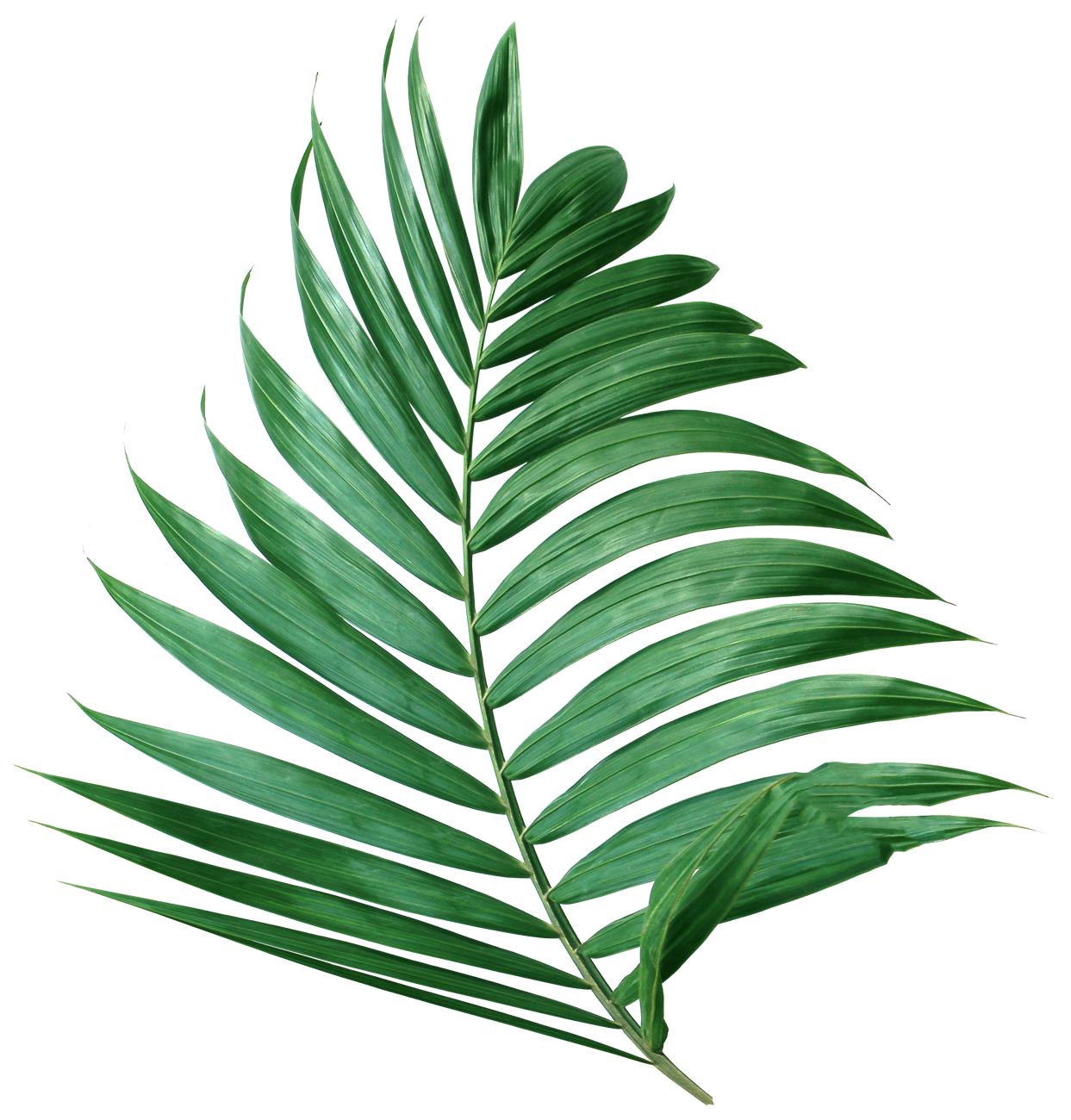 leaf 3-Hammock-Coast-South-Carolina