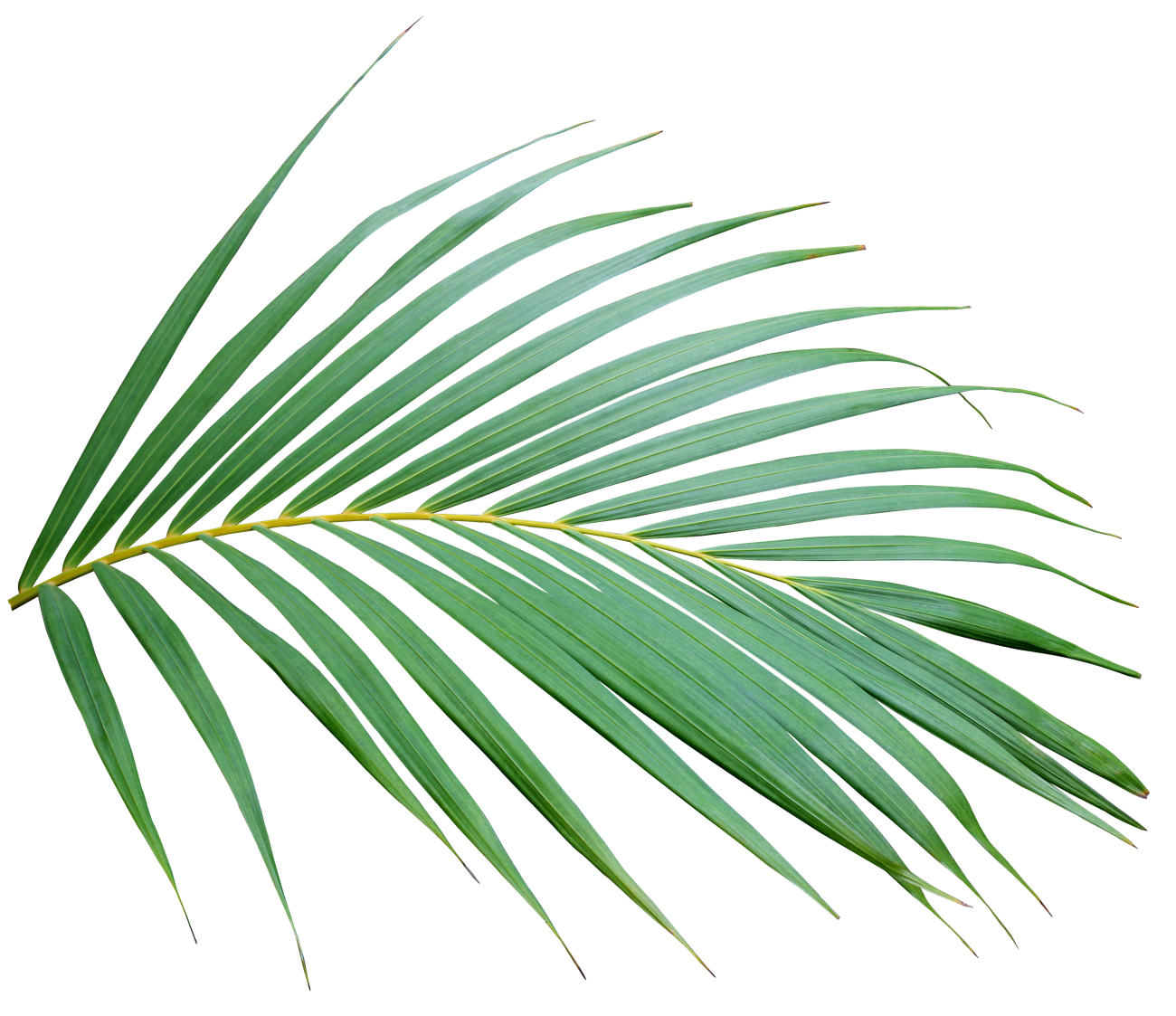 leaf 4-Hammock-Coast-South-Carolina