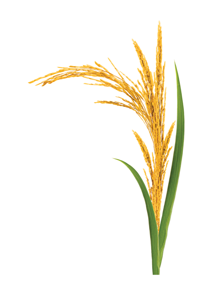 rice plant-Hammock-Coast-South-Carolina