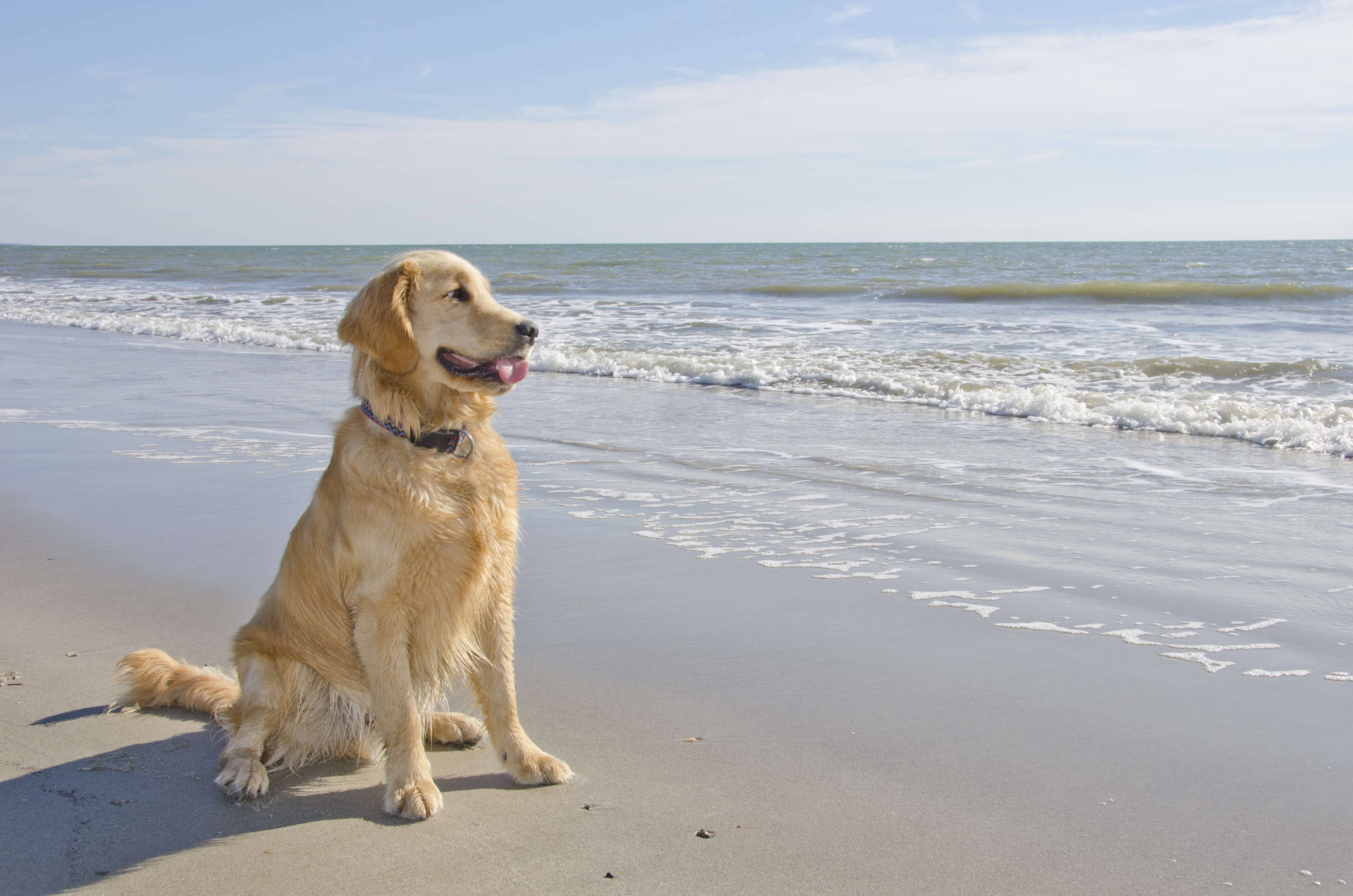 Golden Retriever Puppy on the Beach | Hammock Coast