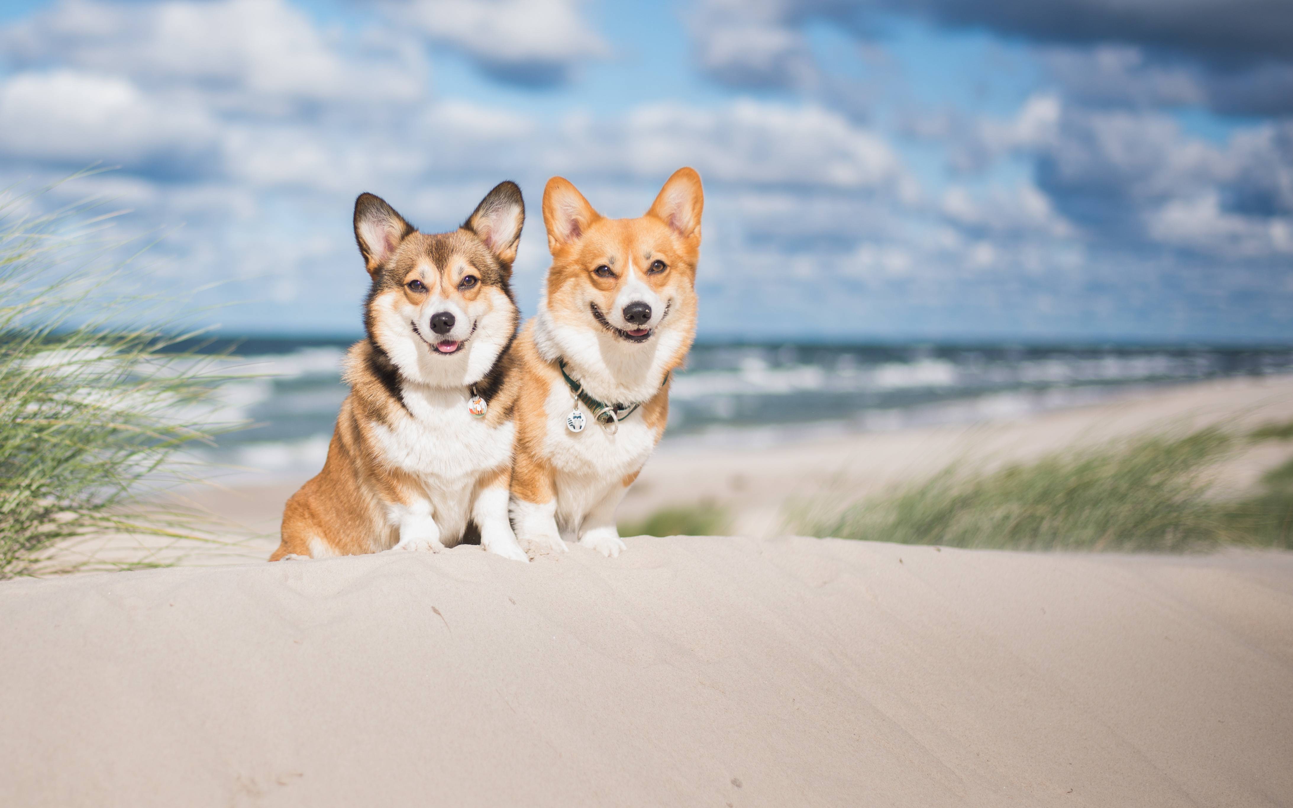 Two welsh corgi pembroke dogs sitting next to each other on the beach