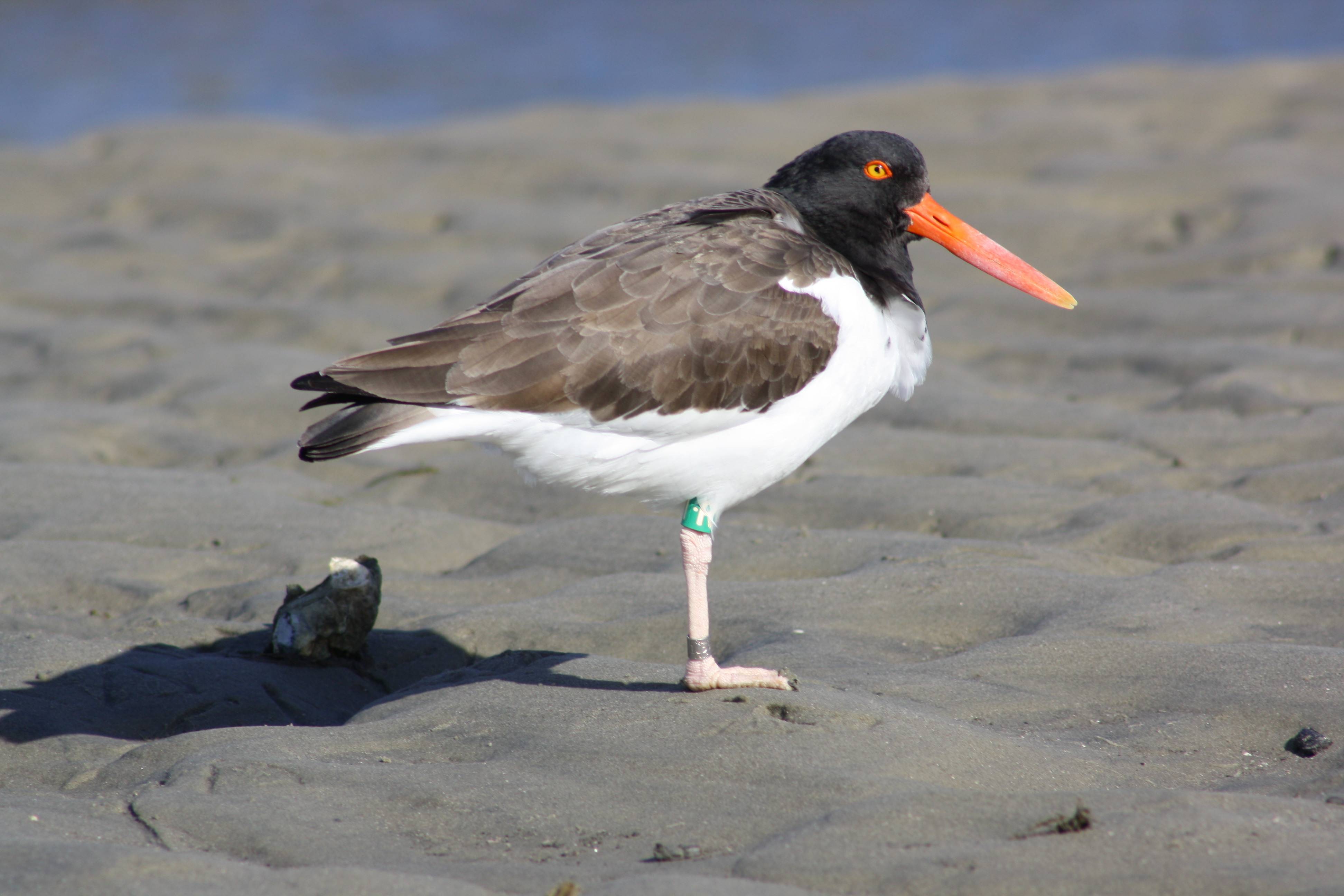 Oyster Catcher Hammock Coast