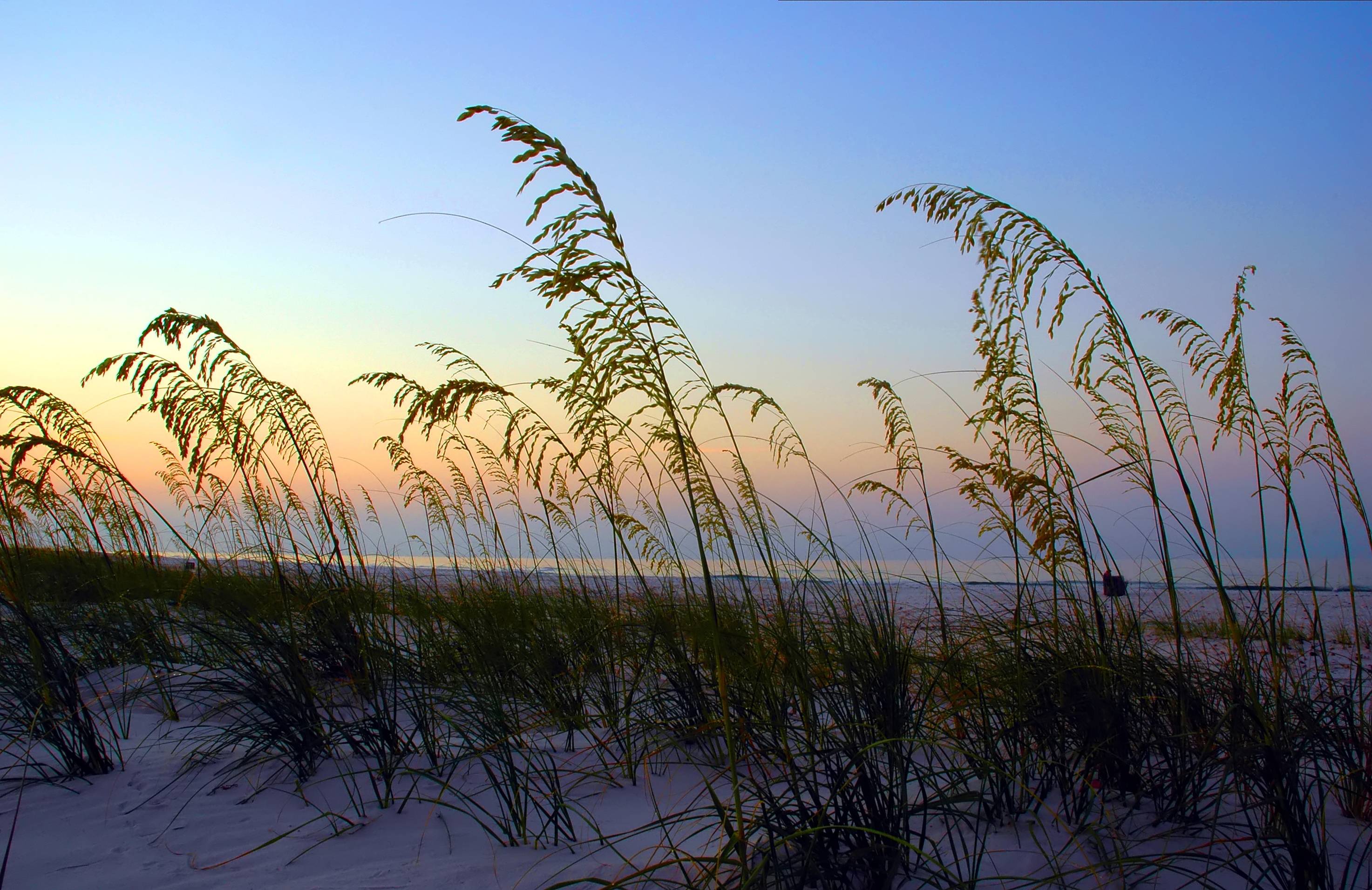 Sea Oats | Hammock Coast