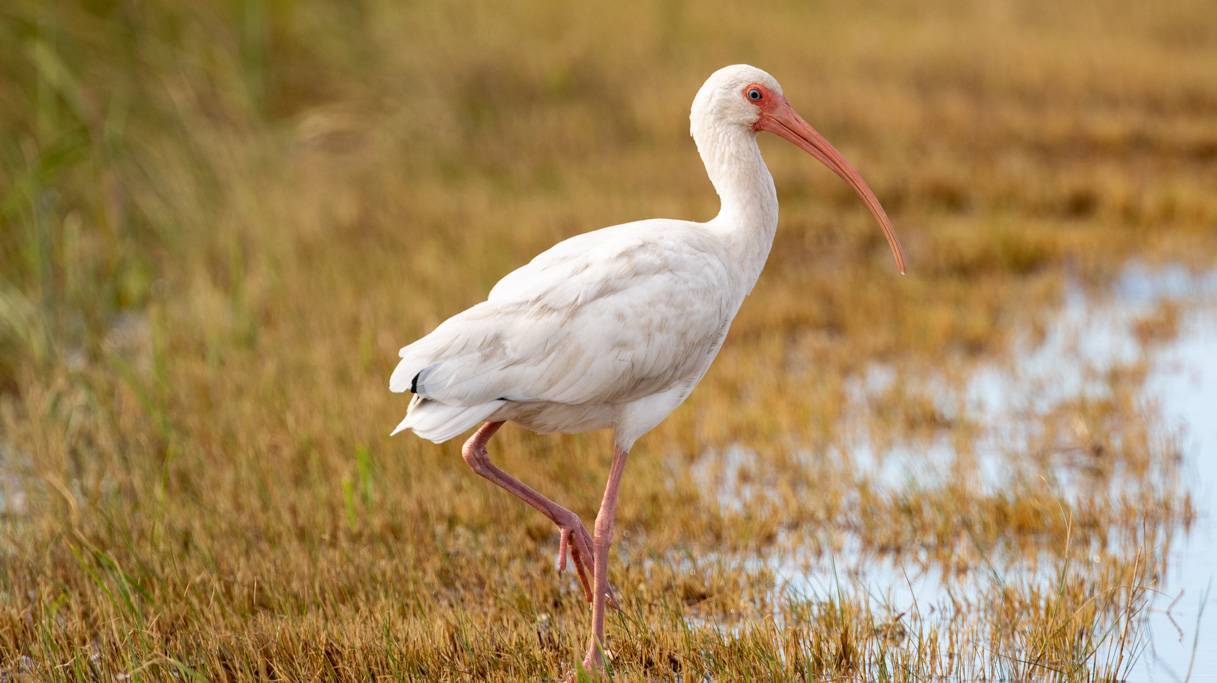 Hammock Coast Birding Festival: Events, Places to Stay