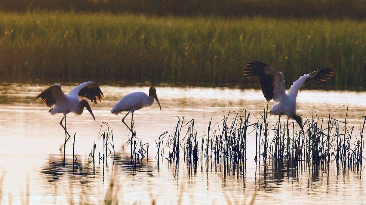 gallery12-Hammock-Coast-South-Carolina