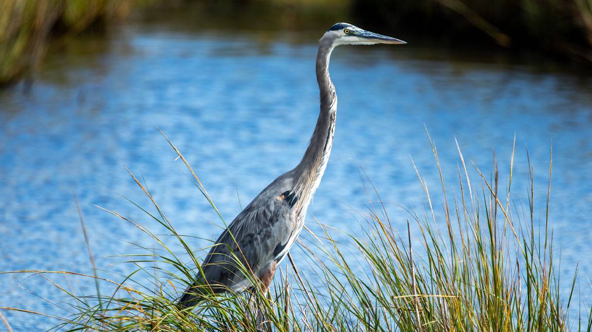 Great Blue Heron