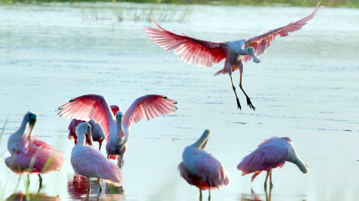 Hammock Coast Birding Festival: Events, Places to Stay