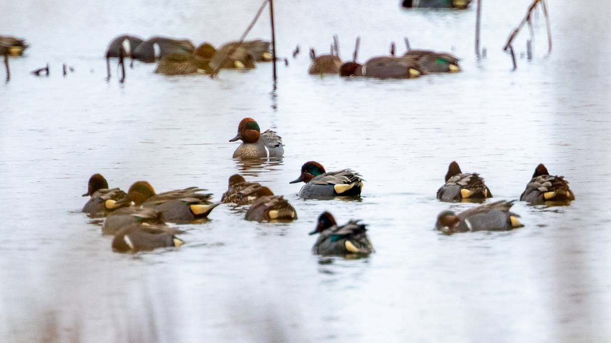 Hammock Coast Birding Festival: Events, Places to Stay