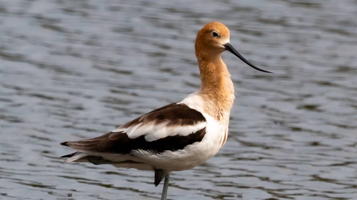 Hammock Coast Birding Festival: Events, Places to Stay