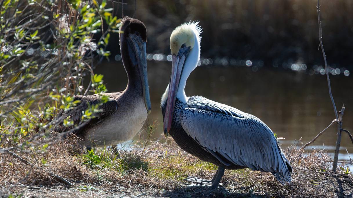 gallery8-Hammock-Coast-South-Carolina