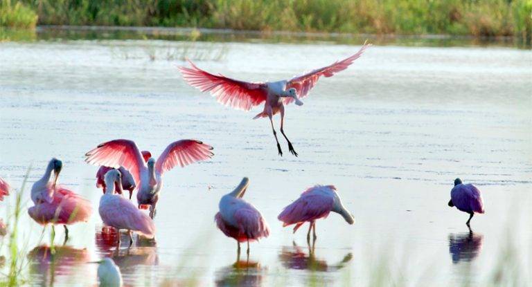 Hammock Coast Birding Festival: Events, Places To Stay