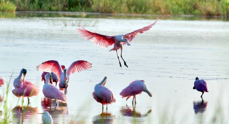 Hammock Coast Birding Festival: Events, Places to Stay