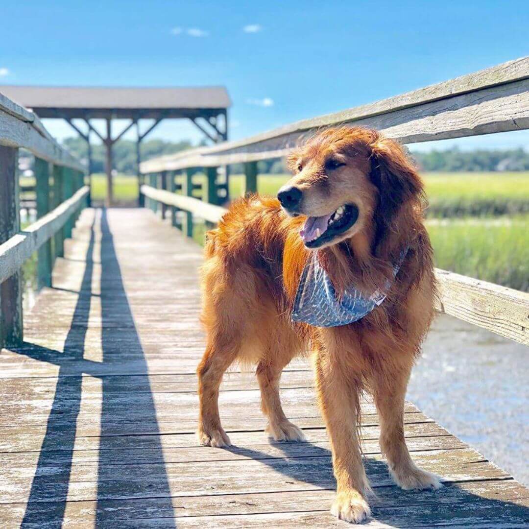 a dog standing on a bridge