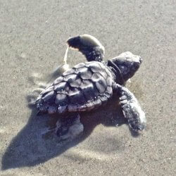 Baby sea turtle square-Hammock-Coast-South-Carolina