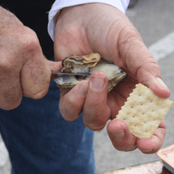 Closeup of oyster being shucked square-Hammock-Coast-South-Carolina