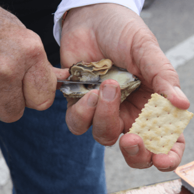 Closeup of oyster being shucked square-Hammock-Coast-South-Carolina