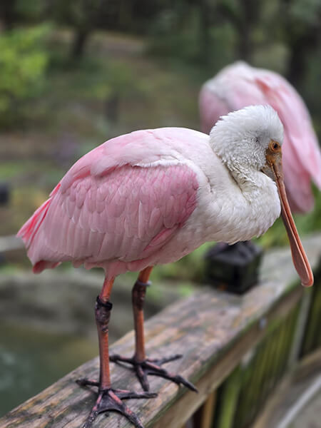Rosette Spoonbill-Hammock-Coast-South-Carolina