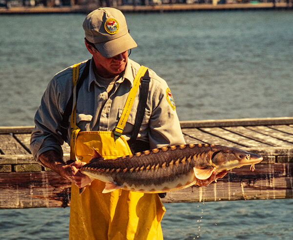DSC 3233-Hammock-Coast-South-Carolina