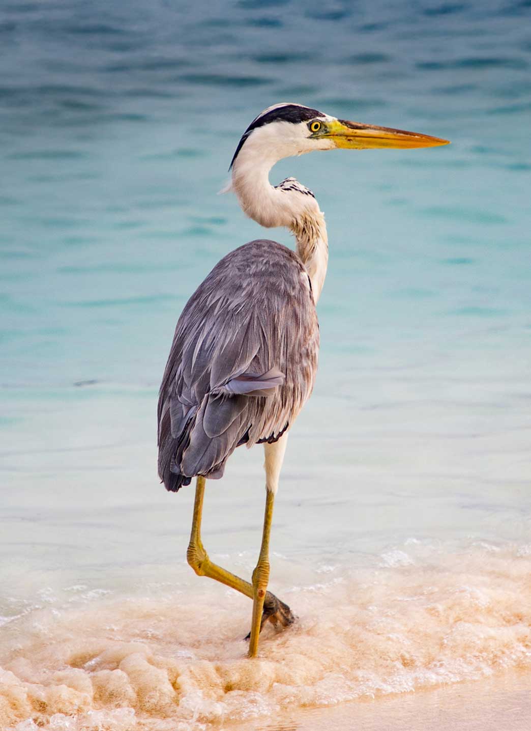 Rectangle 3-Hammock-Coast-South-Carolina