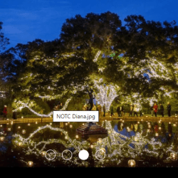 Brookgreen Nights square 1-Hammock-Coast-South-Carolina